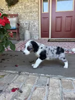 Domino, a male Miniature Bernedoodle for sale in Bowling Green, KY – 4 of 6