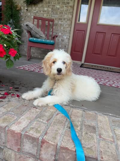 Bougie, a female Miniature Bernedoodle for sale in Bowling Green, KY – 6 of 6