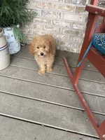 Tabby, a female Miniature Labradoodle for sale in Bowling Green, KY – 2 of 6