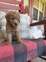 Taco, a male Miniature Labradoodle for sale in Bowling Green, KY – 7 of 7