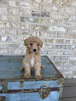 Betsy, a female Miniature Labradoodle for sale in Bowling Green, KY – 8 of 9