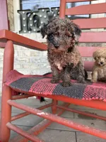 Coco, a female Miniature Aussiedoodle for sale in Bowling Green, KY – 3 of 7