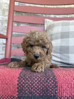 Trixie, a female Miniature Labradoodle for sale in Bowling Green, KY – 5 of 5