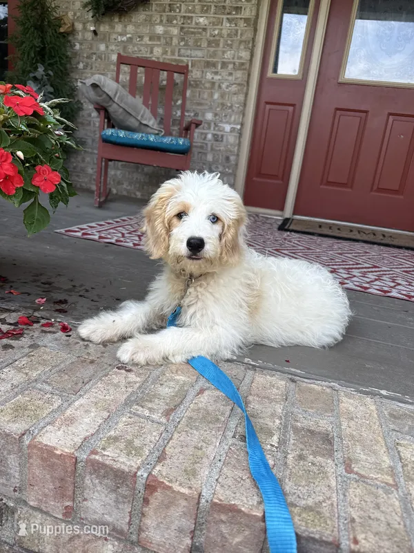 Bougie – Miniature Bernedoodle puppy for sale in Bowling Green, KY