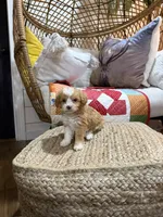 Mason, a male Miniature Aussiedoodle for sale in Bowling Green, KY – Photo 4 of 5