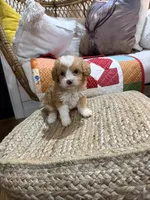 Mason, a male Miniature Aussiedoodle for sale in Bowling Green, KY – Photo 1 of 5