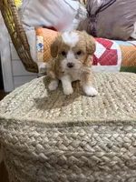 Mason, a male Miniature Aussiedoodle for sale in Bowling Green, KY – Photo 2 of 5