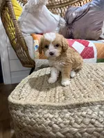 Mason, a male Miniature Aussiedoodle for sale in Bowling Green, KY – Photo 3 of 5