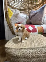 Mason, a male Miniature Aussiedoodle for sale in Bowling Green, KY – Photo 5 of 5