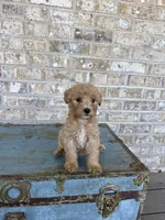 Betsy, a female Miniature Labradoodle for sale in Bowling Green, KY – 4 of 9