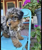 Duke, a male Miniature Bernedoodle for sale in Bowling Green, KY – 5 of 5