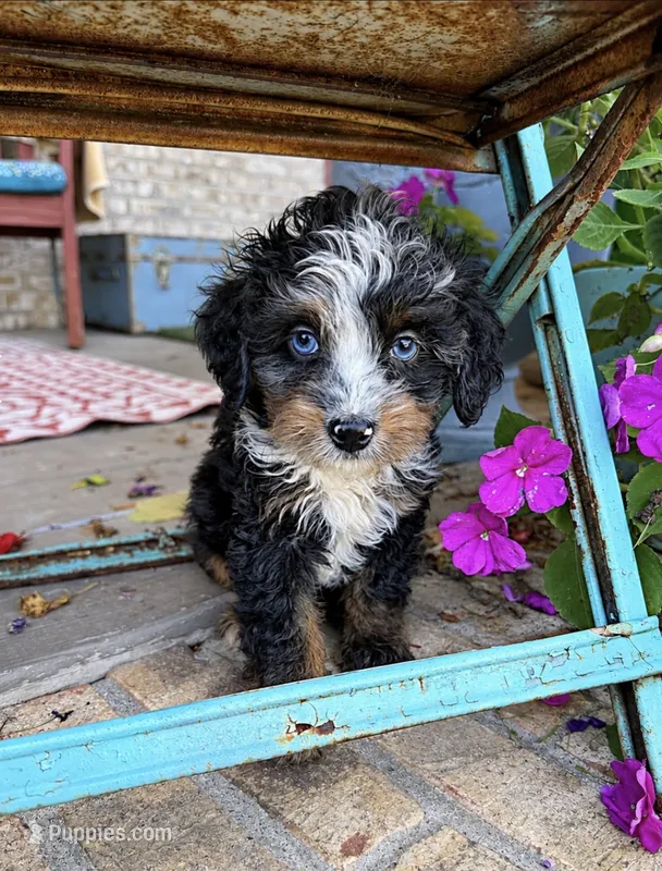 Daisy – Miniature Bernedoodle puppy for sale in Bowling Green, KY