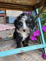 Daisy, a female Miniature Bernedoodle for sale in Bowling Green, KY – 1 of 6