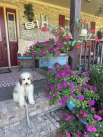 Brook, a female Miniature Bernedoodle for sale in Bowling Green, KY – 2 of 7