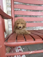 Taco, a male Miniature Labradoodle for sale in Bowling Green, KY – 1 of 7
