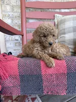 Terri , a female Miniature Labradoodle for sale in Bowling Green, KY – 3 of 6