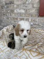 Bougie, a female Miniature Bernedoodle for sale in Bowling Green, KY – 4 of 6