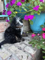 Daisy, a female Miniature Bernedoodle for sale in Bowling Green, KY – 5 of 6