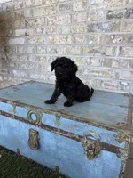 Bonnie, a female Miniature Labradoodle for sale in Bowling Green, KY – 6 of 10