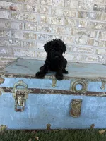 Bear, a male Miniature Labradoodle for sale in Bowling Green, KY – 4 of 8