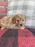 Tucker, a male Miniature Labradoodle for sale in Bowling Green, KY – 5 of 6