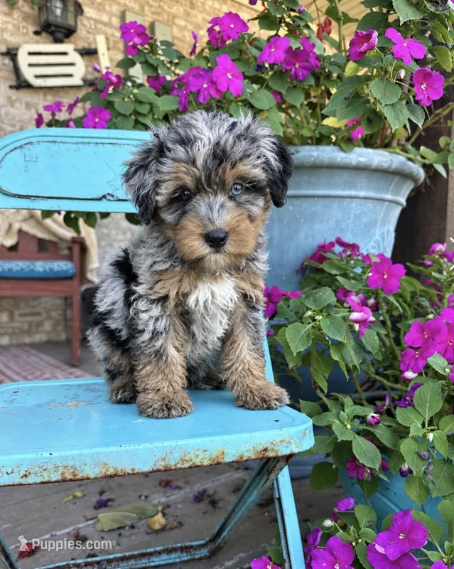 Duke – Miniature Bernedoodle puppy for sale in Bowling Green, KY
