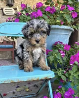 Duke, a male Miniature Bernedoodle for sale in Bowling Green, KY – 1 of 5