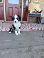 Domino, a male Miniature Bernedoodle for sale in Bowling Green, KY – 6 of 6