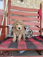 Milo, a male Miniature Labradoodle for sale in Bowling Green, KY – Photo 4 of 5