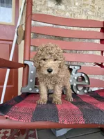 Milo, a male Miniature Labradoodle for sale in Bowling Green, KY – Photo 2 of 5