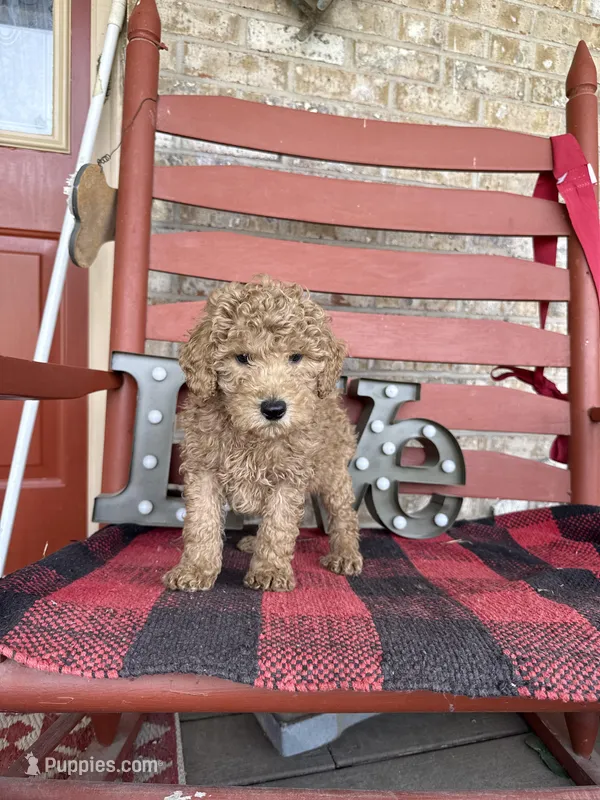 Milo – Miniature Labradoodle puppy for sale in Bowling Green, KY