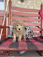 Milo, a male Miniature Labradoodle for sale in Bowling Green, KY – Photo 1 of 5