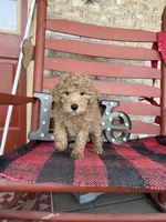 Milo, a male Miniature Labradoodle for sale in Bowling Green, KY – Photo 3 of 5