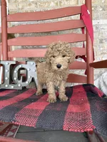 Milo, a male Miniature Labradoodle for sale in Bowling Green, KY – Photo 5 of 5