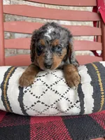 Oakley, a male Miniature Bernedoodle for sale in Bowling Green, KY – Photo 6 of 6