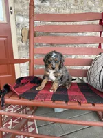 Oakley, a male Miniature Bernedoodle for sale in Bowling Green, KY – Photo 5 of 6