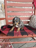 Oakley, a male Miniature Bernedoodle for sale in Bowling Green, KY – Photo 4 of 6