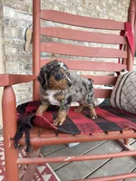 Oakley, a male Miniature Bernedoodle for sale in Bowling Green, KY – Photo 2 of 6