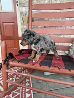 Oakley, a male Miniature Bernedoodle for sale in Bowling Green, KY – Photo 3 of 6