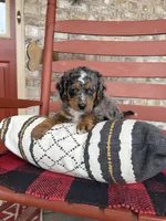 Oakley, a male Miniature Bernedoodle for sale in Bowling Green, KY – Photo 1 of 6