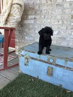 Bandit, a male Miniature Labradoodle for sale in Bowling Green, KY – 5 of 7