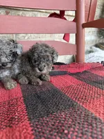 Moose, a male Miniature Aussiedoodle for sale in Bowling Green, KY – 3 of 6