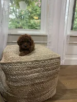 Sweetie, a female Cavapoo for sale in Bowling Green, KY – 4 of 6