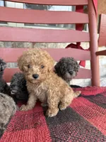 Teddy, a male Miniature Aussiedoodle for sale in Bowling Green, KY – 5 of 6
