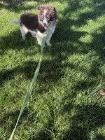 Batman, a male Pomsky for sale in Bowling Green, KY – 8 of 8