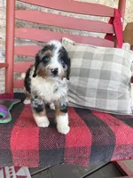 Blue, a male Miniature Bernedoodle for sale in Bowling Green, KY – 2 of 5