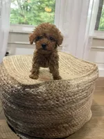 Silas, a male Cavapoo for sale in Bowling Green, KY – 3 of 6