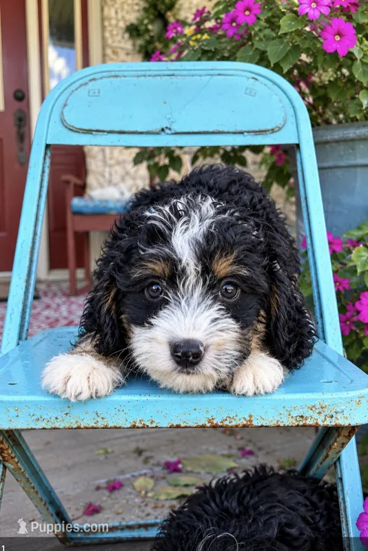 Dexter – Miniature Bernedoodle puppy for sale in Bowling Green, KY