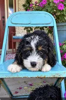 Dexter, a male Miniature Bernedoodle for sale in Bowling Green, KY – 1 of 5