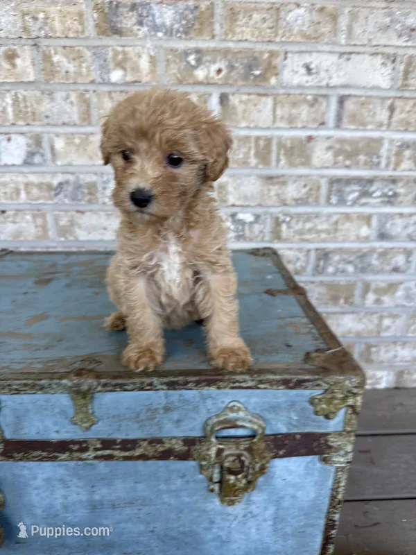Betsy – Miniature Labradoodle puppy for sale in Bowling Green, KY